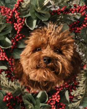 sesión fotográfica navideña